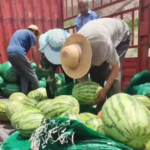 甘肃网红老头吃瓜事件,揭秘网络红人的争议瞬间  第3张